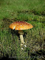 JRB0003 Amanita muscaria.jpg