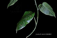 Hueyap 0333 Monstera egregia Schott.jpg