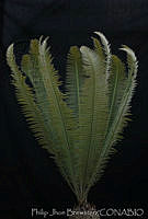 PJB0163 Dioon tomasellii.jpg