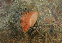 CMGV0044 Limaria pacifica.jpg