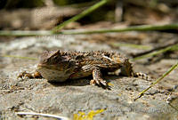 IMDOC0328 Phrynosoma orbiculare.jpg