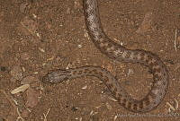 MASM01915 Hypsiglena ochrorhynchus.jpg