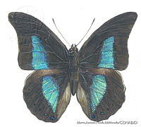 MAPM0552 Archaeoprepona phaedra ssp. aelia.jpg