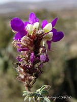 OTVHK040-465 Dalea.TIF