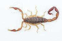 MASM07547 Centruroides noxius.jpg