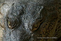 JRRO0564 Crocodylus acutus.jpg