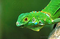 GC0032 Iguana iguana.jpg
