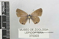 JF018 0784 Echinargus isola.jpg