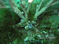 NE018 0071 Pseudoplexaura.jpg