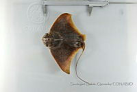 SGQ1077 Myliobatis californica.jpg