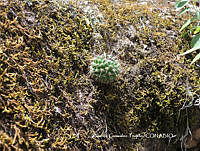 RGT005 Mammillaria orcuttii.JPG