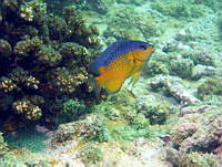 ACP0005 Stegastes flavilatus.jpg