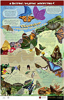 mariposas_chichimeca.jpg
