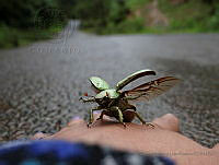 BMLN01 Chrysina laniventris.jpg