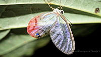 CDFA01 Lepidoptera.jpg