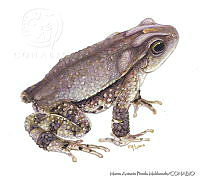 MAPM0733 Incilius cristatus.jpg
