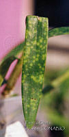 PDA0126 Laelia speciosa.JPG