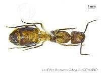 LFSMCA0161 Lasiophanes sp..jpg