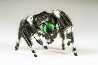 MASM08121 Phidippus audax.jpg