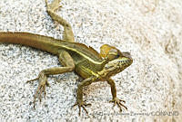 CNS1341 Basiliscus vittatus.jpg