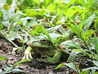 IO01 Smilisca baudinii.jpg