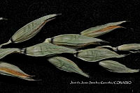 Teocintle 064 Zea luxurians.jpg