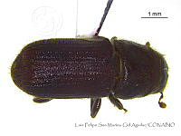 LFSMCA0117 Dendroctonus adjuntus.jpg