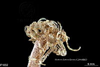ME006 Pol 0186 Branchiomma nigromaculatum.jpg