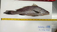 RE006 0054 Totoaba.tif