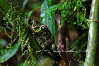 MN6TL0010 Ranoidea serrata.jpg
