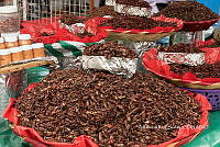 3R00714 Sphenarium purpurascens.jpg