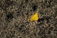 FBA0343 Colias eurytheme.jpg