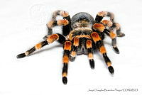 JDBP0076 Brachypelma smithi.jpg