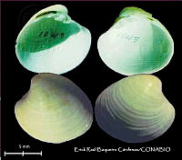 KT014 0577 Pitar arestus.JPG