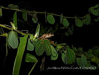 JMVC001 Smilisca baudinni.jpg