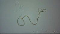 EAMS005 Heligmosomoides sp..jpg