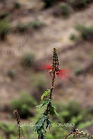 CGL4952 Calliandra grandiflora.jpg