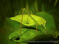 LBL0018 Amblycorypha huasteca.jpg