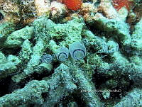 NE018 1033 Clavelina.jpg