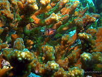 ACP0001 Apogon retrosella.jpg