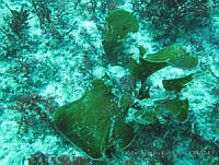 RRR0012 Padina durvillaei.JPG