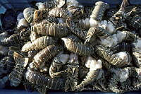 ARS00587 Panulirus argus.jpg