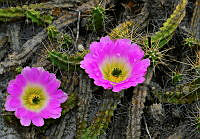 CROO03 Echinocereus pentalophus.jpg