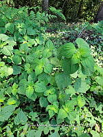 SG019 0146 Ageratum houstonianum.jpg