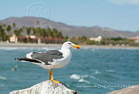 IMDOC3482 Larus livens.jpg