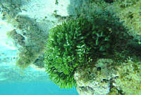BDP0137 Codium isthmocladum.jpg