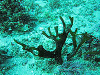 RRR0010 Codium johnstonii.JPG