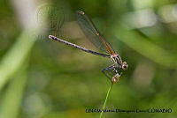 PJ016 0609 Hetaerina americana.JPG