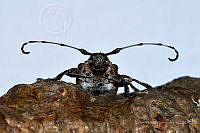 VHHT083 Thryallis sallaei.jpg