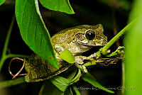 IMDOC0883 Smilisca baudinii.jpg